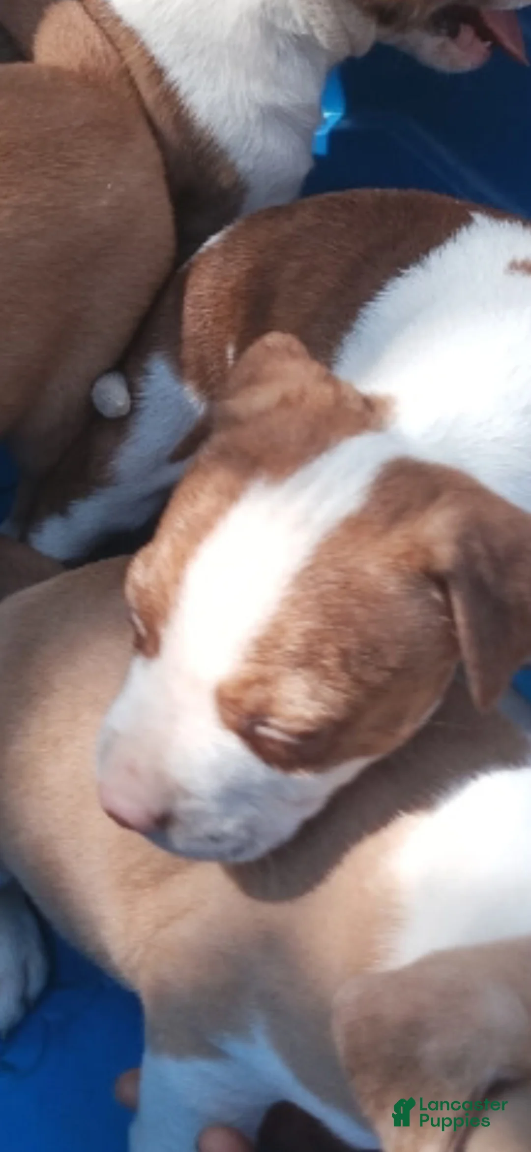 American Pit Bull Terrier dogs for sale: American Pit Bull Terrier 5 - Ad 2