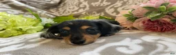 Miniature Dachshund dogs for sale: Sheila - Ad 16