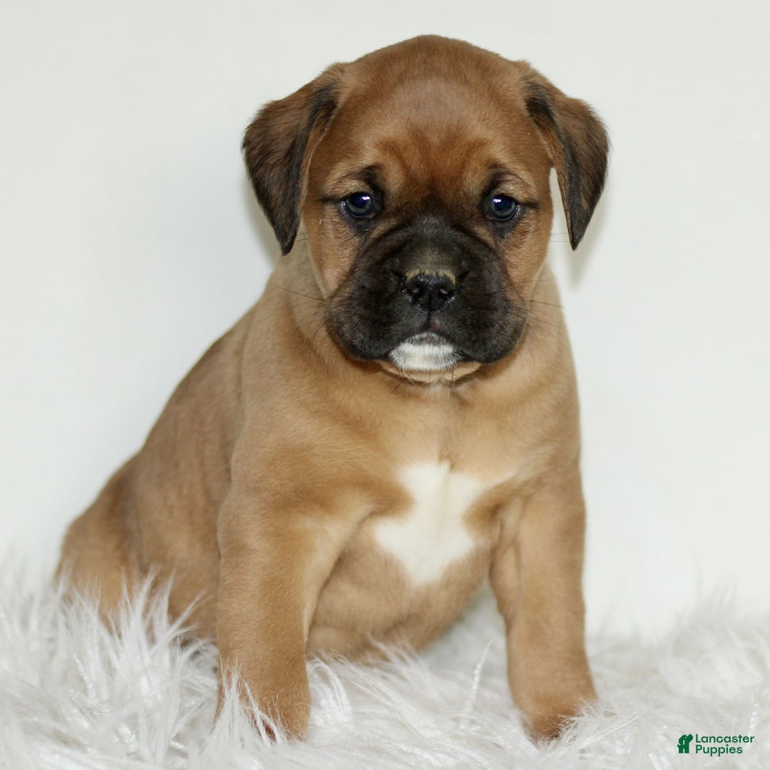 Mixed Breed dogs for sale: Dexter  - Ad 1