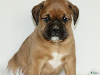 Mixed Breed dogs Dexter - Ad 28