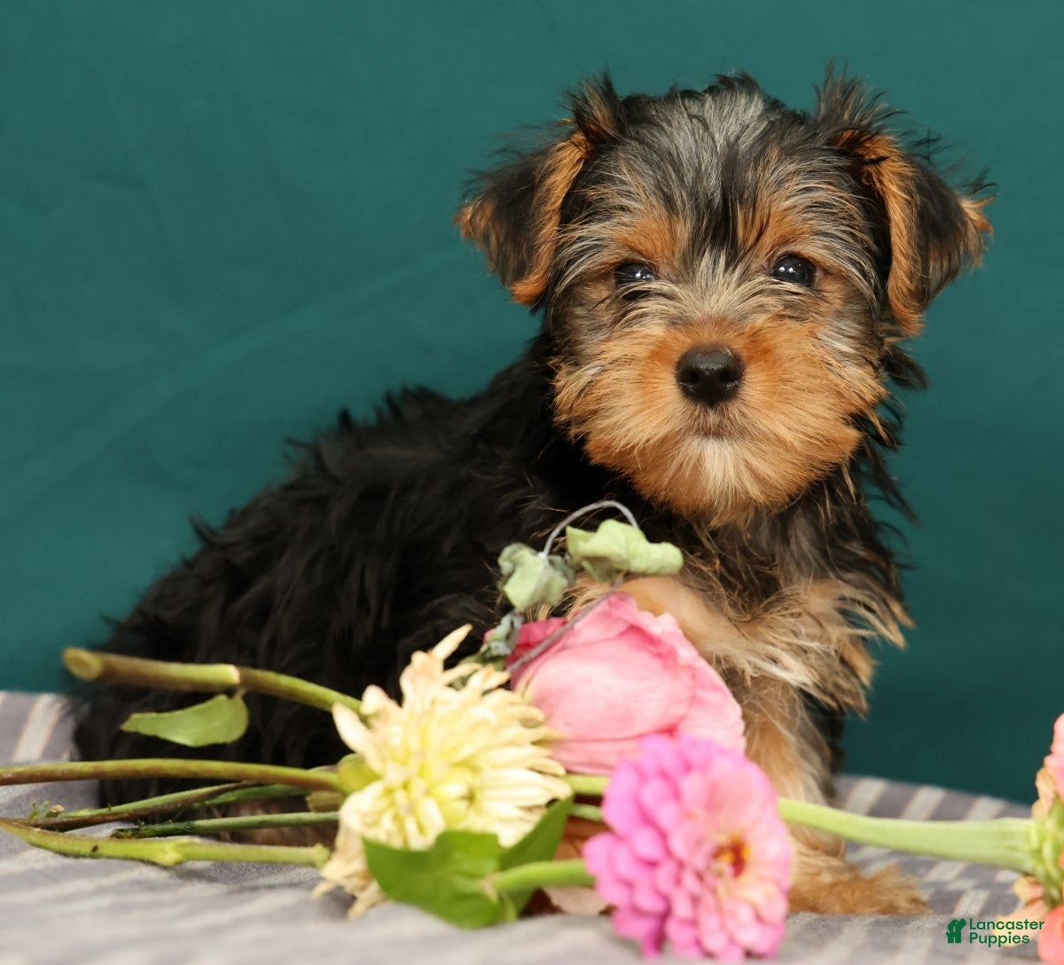Yorkshire Terrier dogs Riley - Ad 1