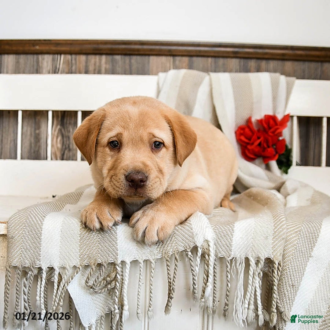 Labrador Retriever dogs for sale: Cheddar - Ad 3