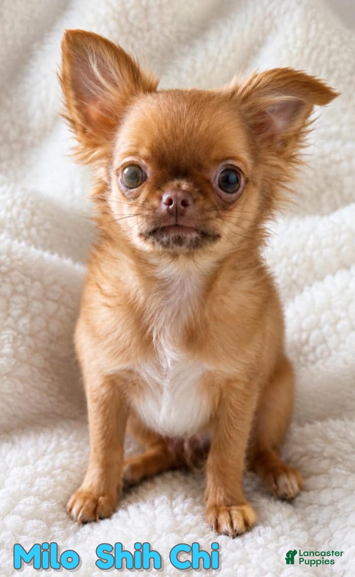 Mixed Breed dogs Milo - Ad 11