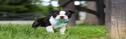 Boston Terrier dogs for sale: Atlas - Ad 5
