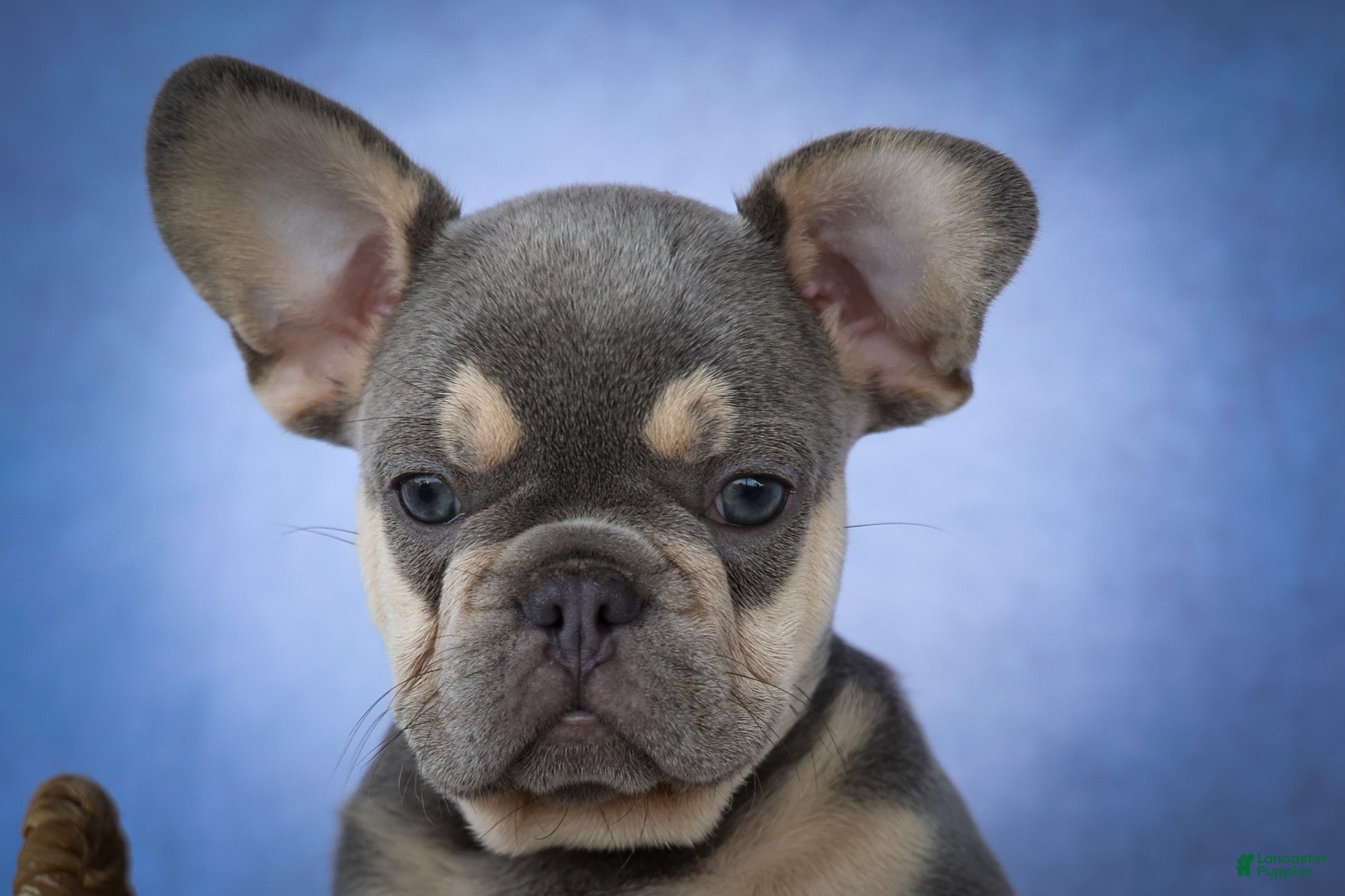 French Bulldog dogs for sale: Kingston — A Happy Little Frenchie with Plenty of Love to Give! 🐾 - Ad 2