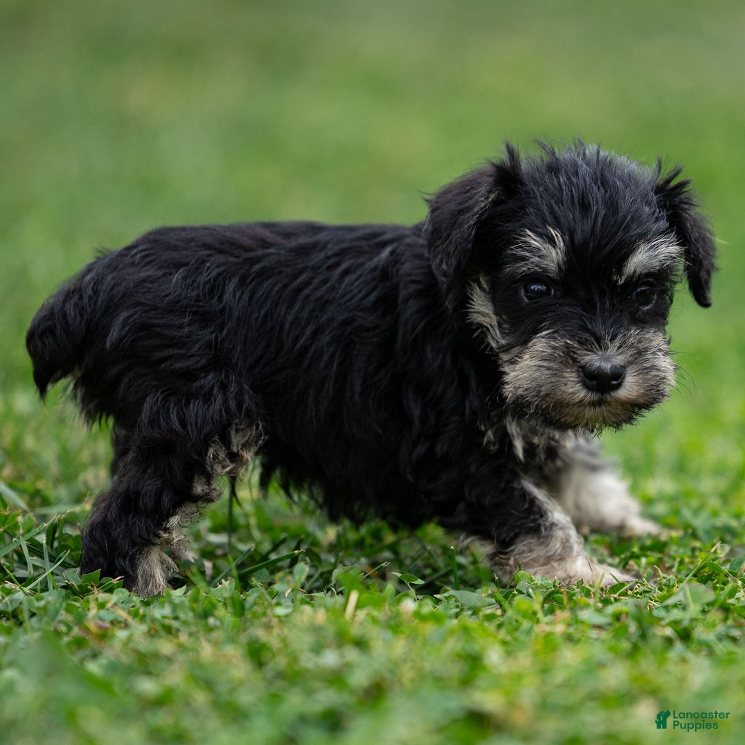Miniature Schnauzer dogs for sale: Storm - Ad 4