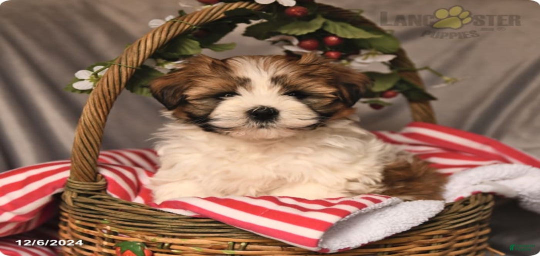 Gallery Image {{count}}