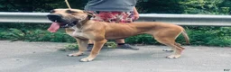 Great Dane dogs for sale: Hopparoo - Ad 4