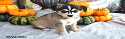 Mixed Breed dogs for sale: Skipper - Ad 3