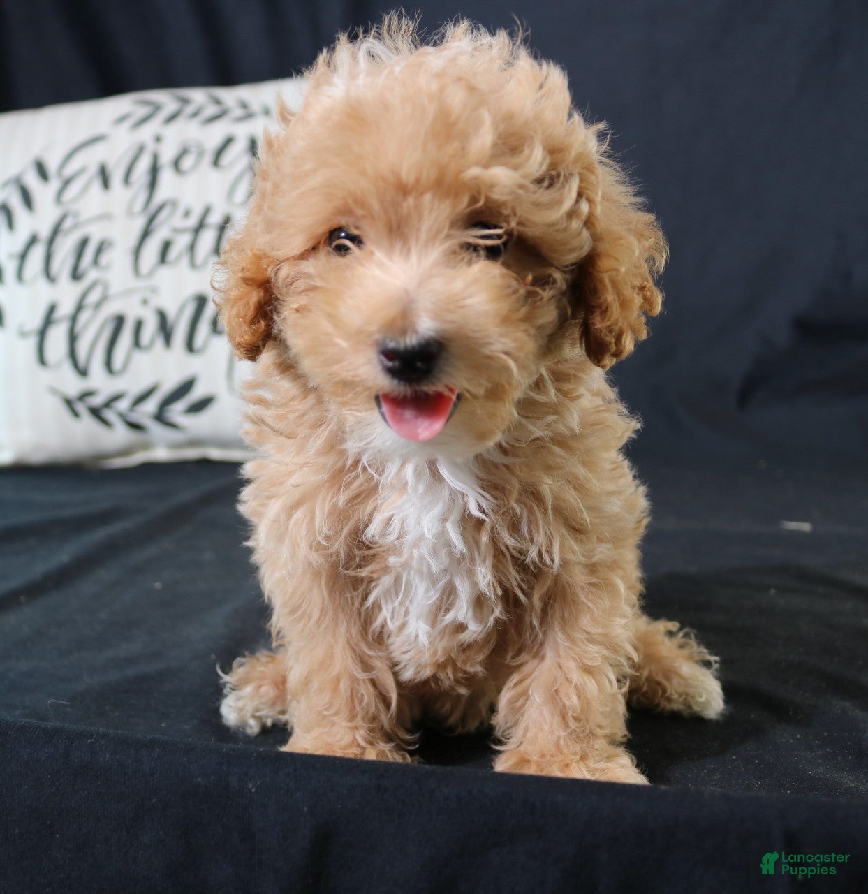 Maltipoo dogs for sale: Milo - Ad 2