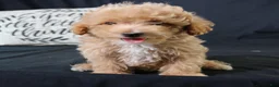 Maltipoo dogs for sale: Milo - Ad 1