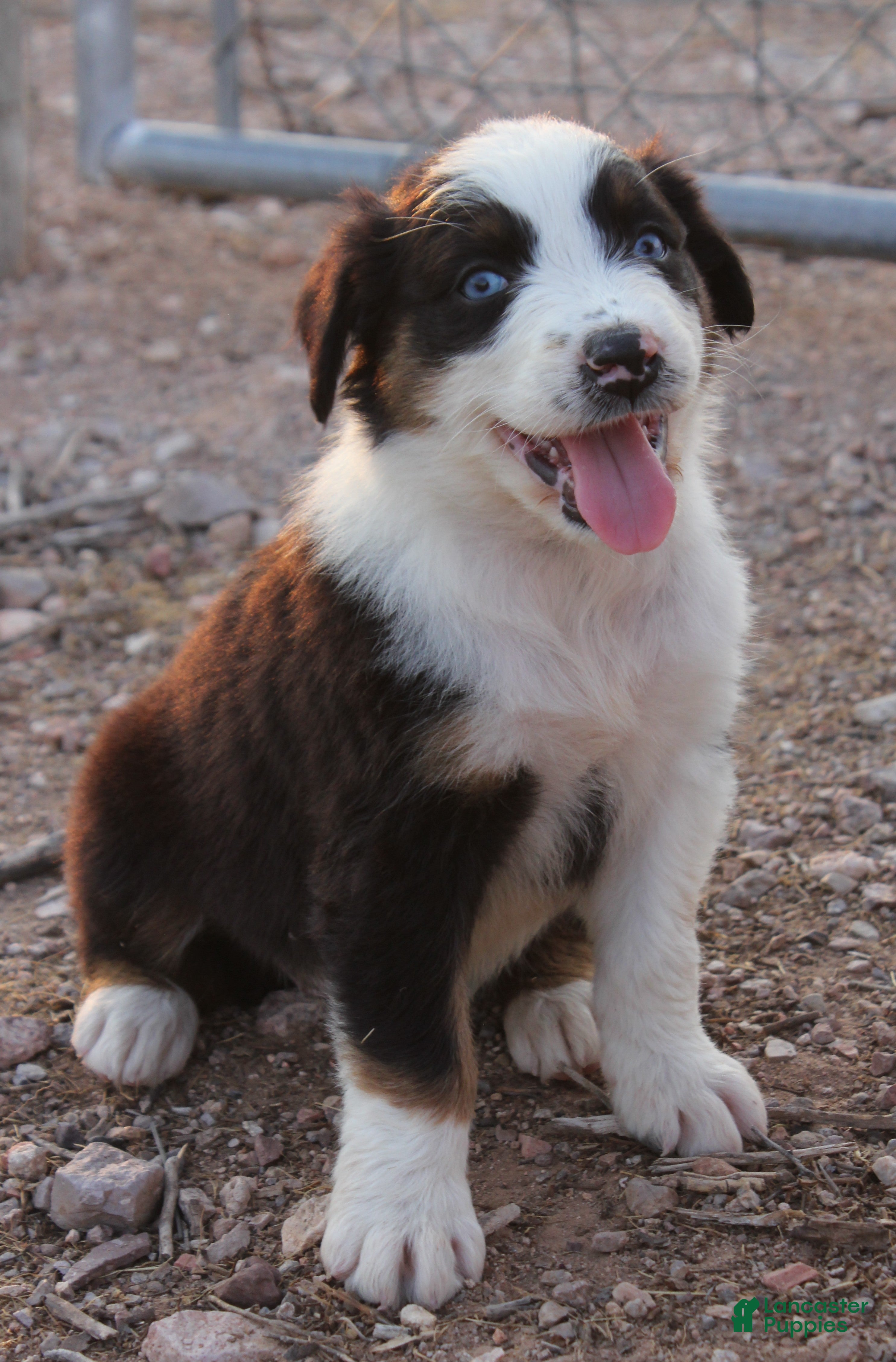 Australian Shepherd dogs Black tri female with blue eyes - Ad 1