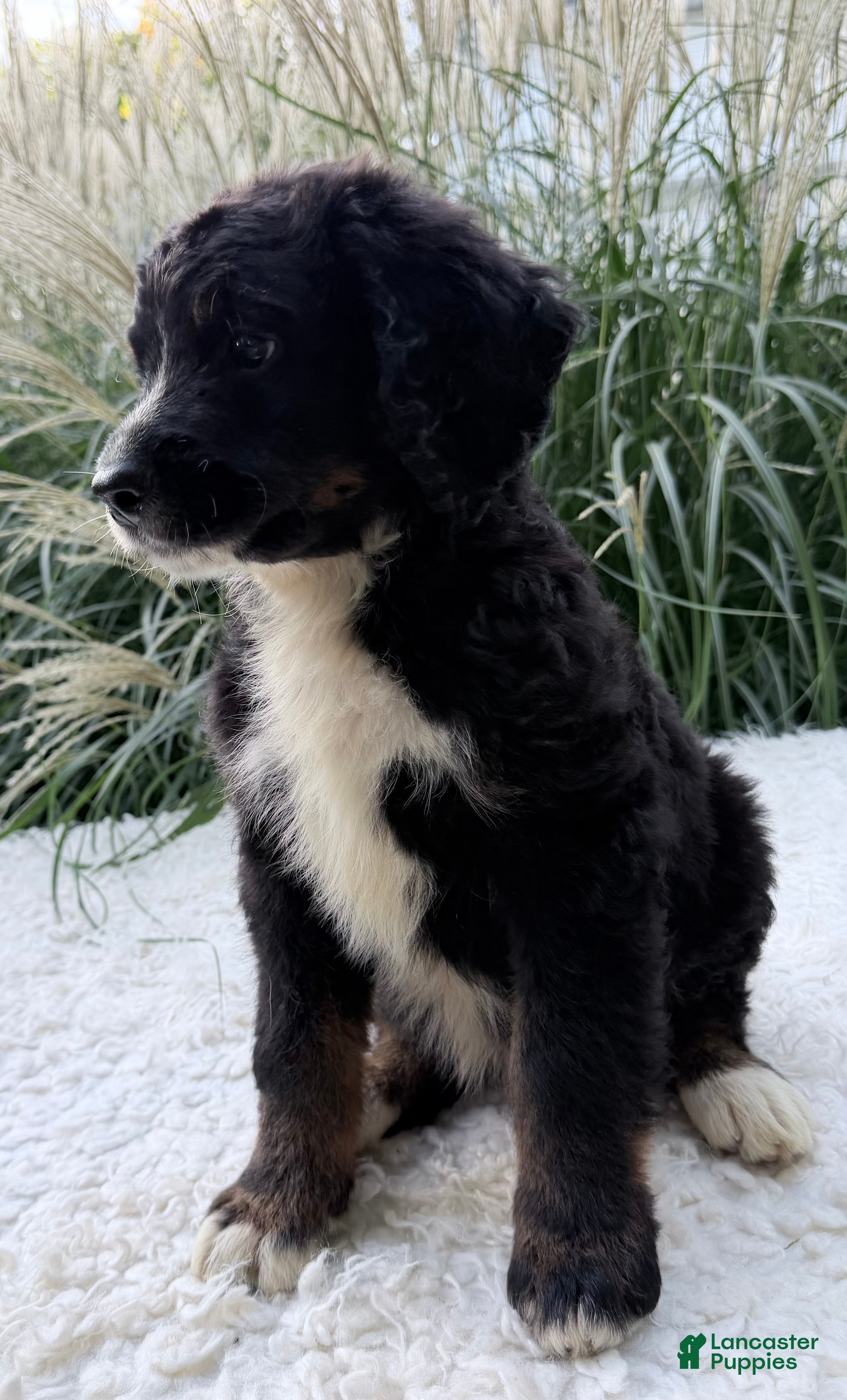 Bernedoodle dogs Patches - Ad 1