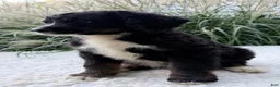 Bernedoodle dogs for sale: Patches - Ad 1
