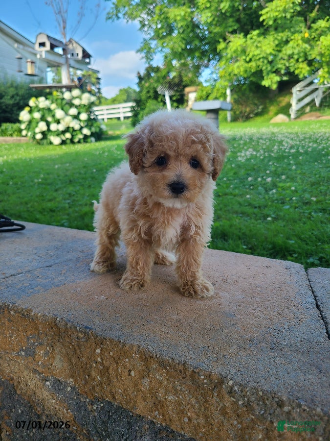 Bichpoo dogs Lucy - Ad 2