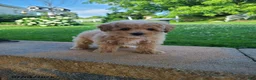 Bichpoo dogs for sale: Lucy - Ad 2