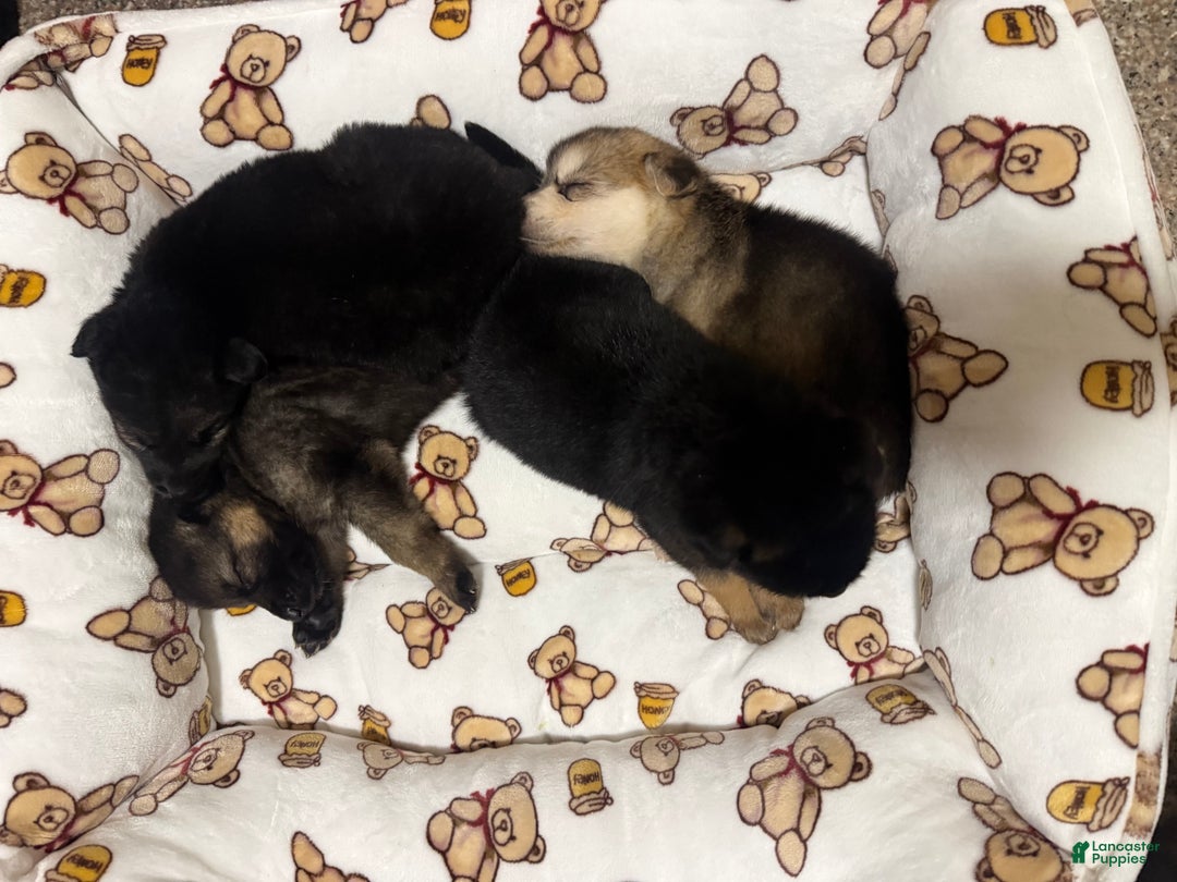 Gerberian Shepsky dogs for sale: Gerberian Shepsky Puppy 1 - Ad 16