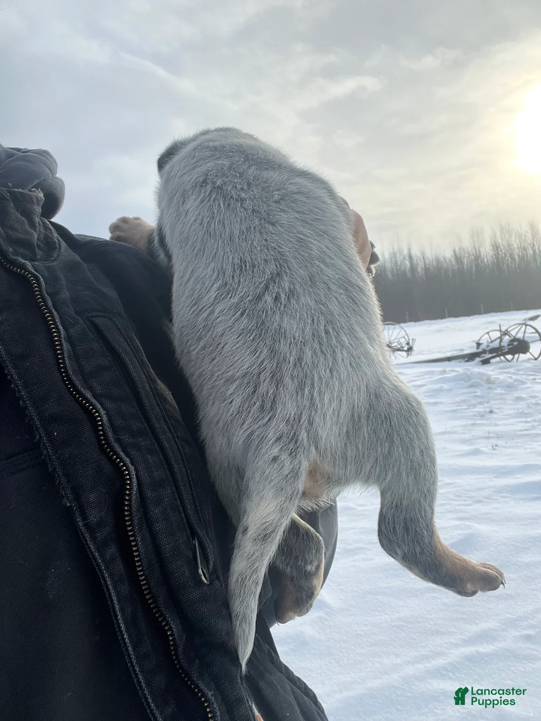 Australian Cattle Dog dogs for sale: Petey - Ad 2