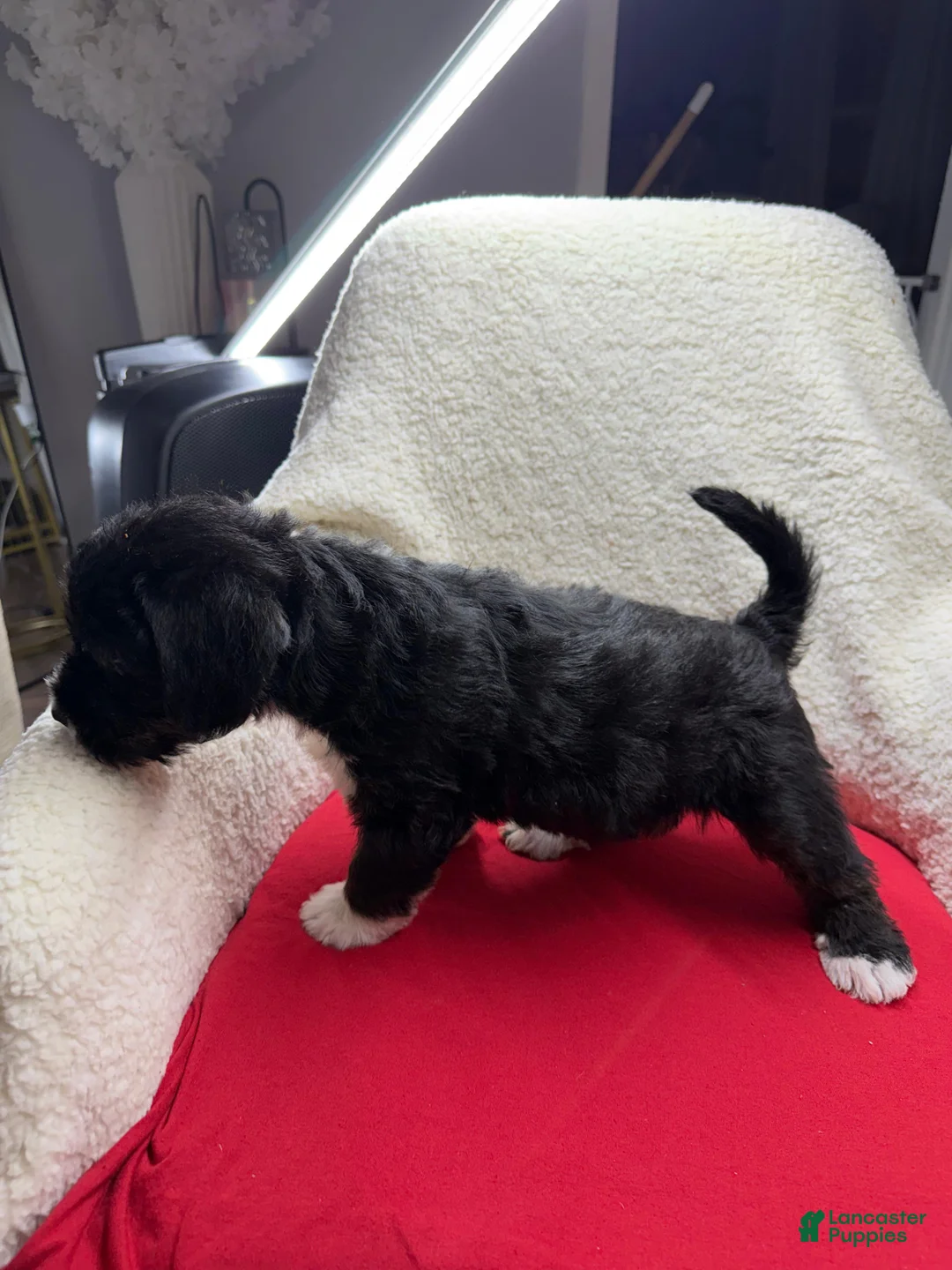 Double Doodle dogs for sale: Double Doodle Puppy 2 - Ad 5