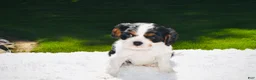 Cavalier King Charles Spaniel dogs for sale: Cooper  - Ad 5