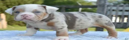Mixed Breed dogs for sale: Maggie mini hybrid bulldog  - Ad 10
