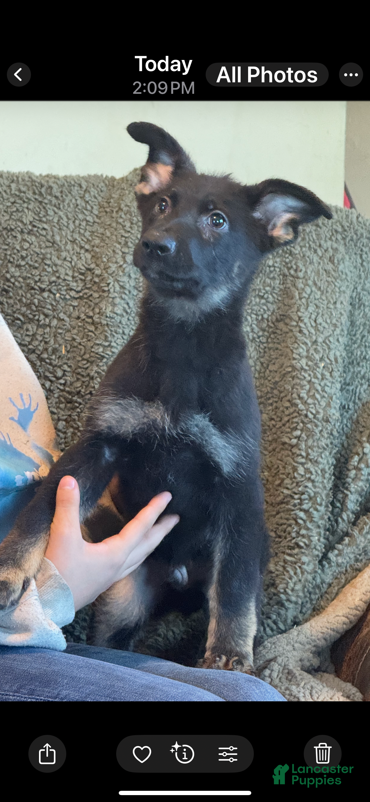 German Shepherd dogs German Shepherd Puppy 1 - Ad 3