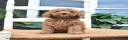 Toy Poodle dogs for sale: Nacho - Ad 4