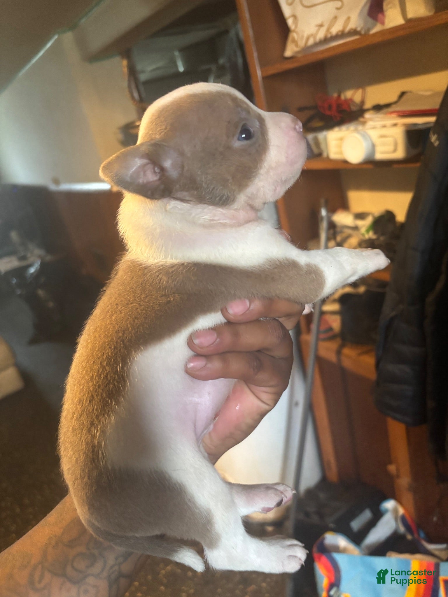 Mixed Breed dogs for sale: Mixed Breed 3 - Ad 3