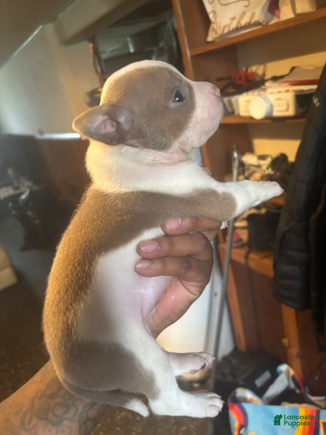 Mixed Breed dogs for sale: Mixed Breed 3 - Ad 1