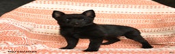 Schipperke dogs for sale: Silly - Ad 3