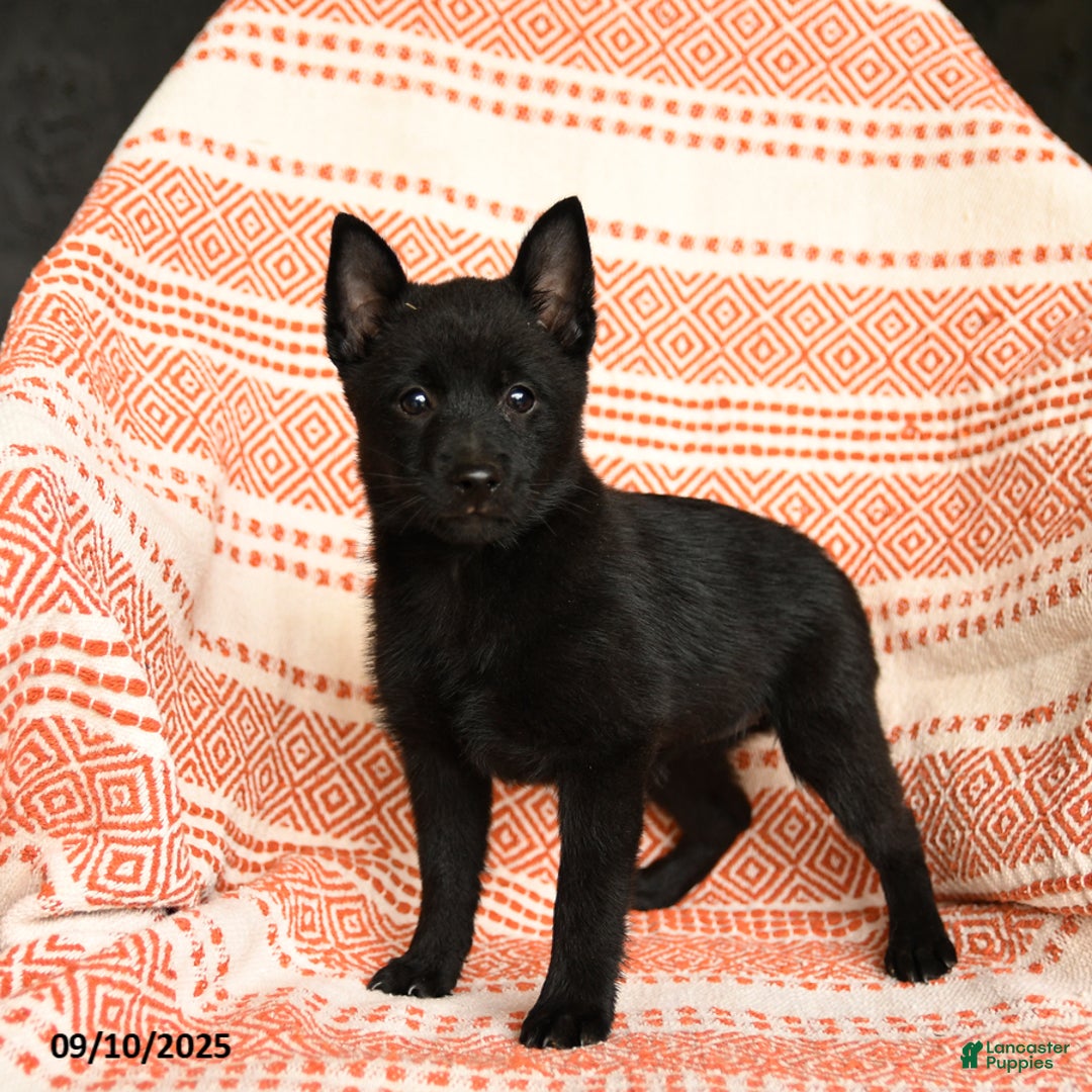 Schipperke dogs for sale: Silly - Ad 3