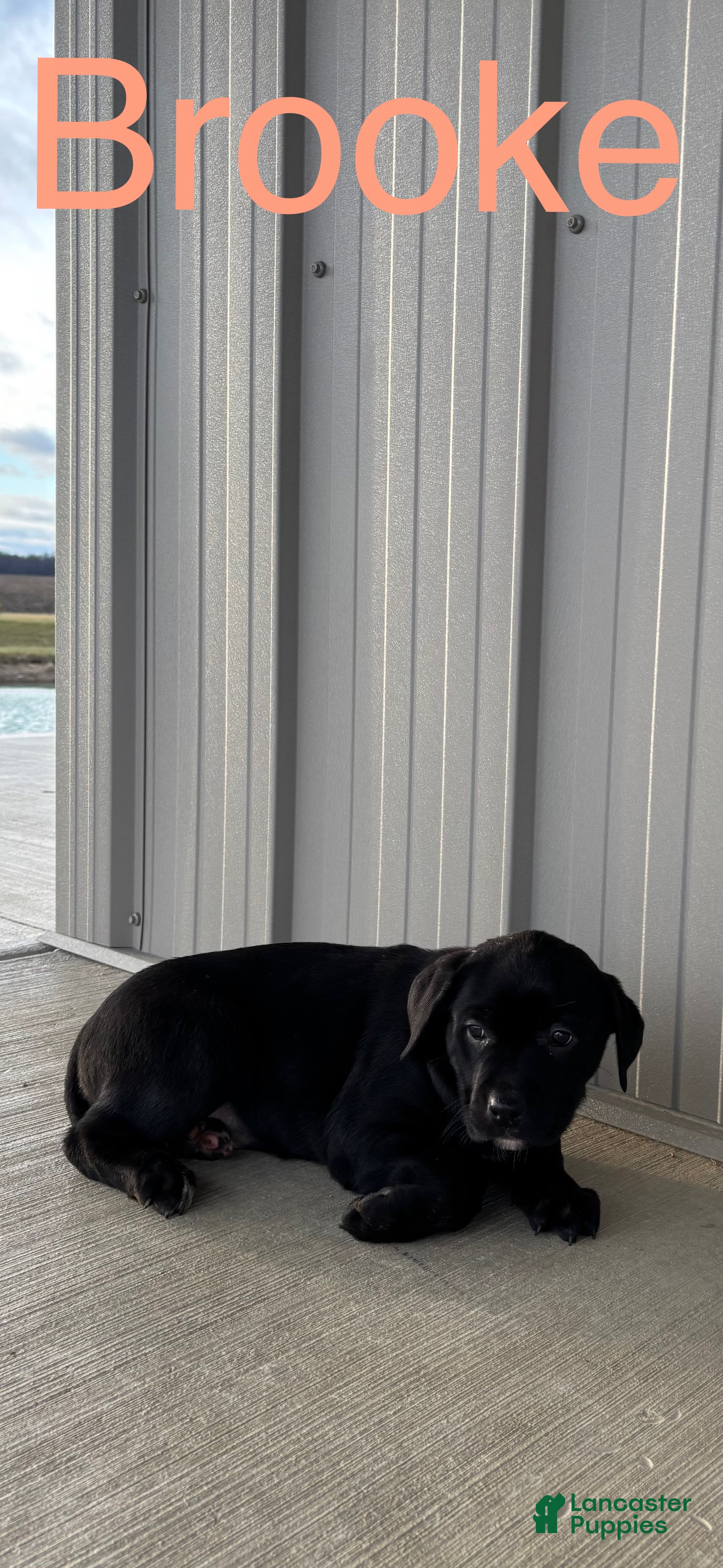 Mixed Breed dogs Mixed Breed Puppy 6 - Ad 39