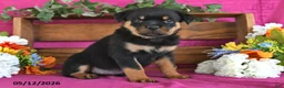 Rottweiler dogs for sale: Nellie - Ad 4