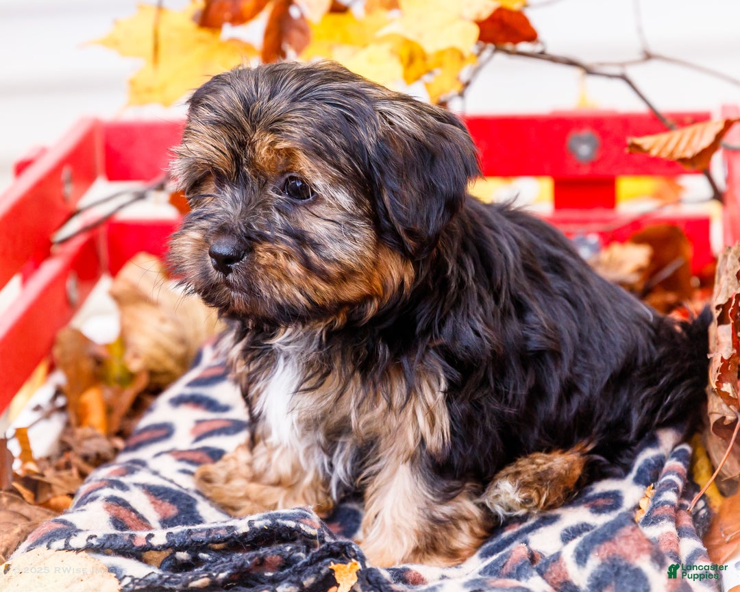 Shorkie dogs for sale: Lance - Ad 10