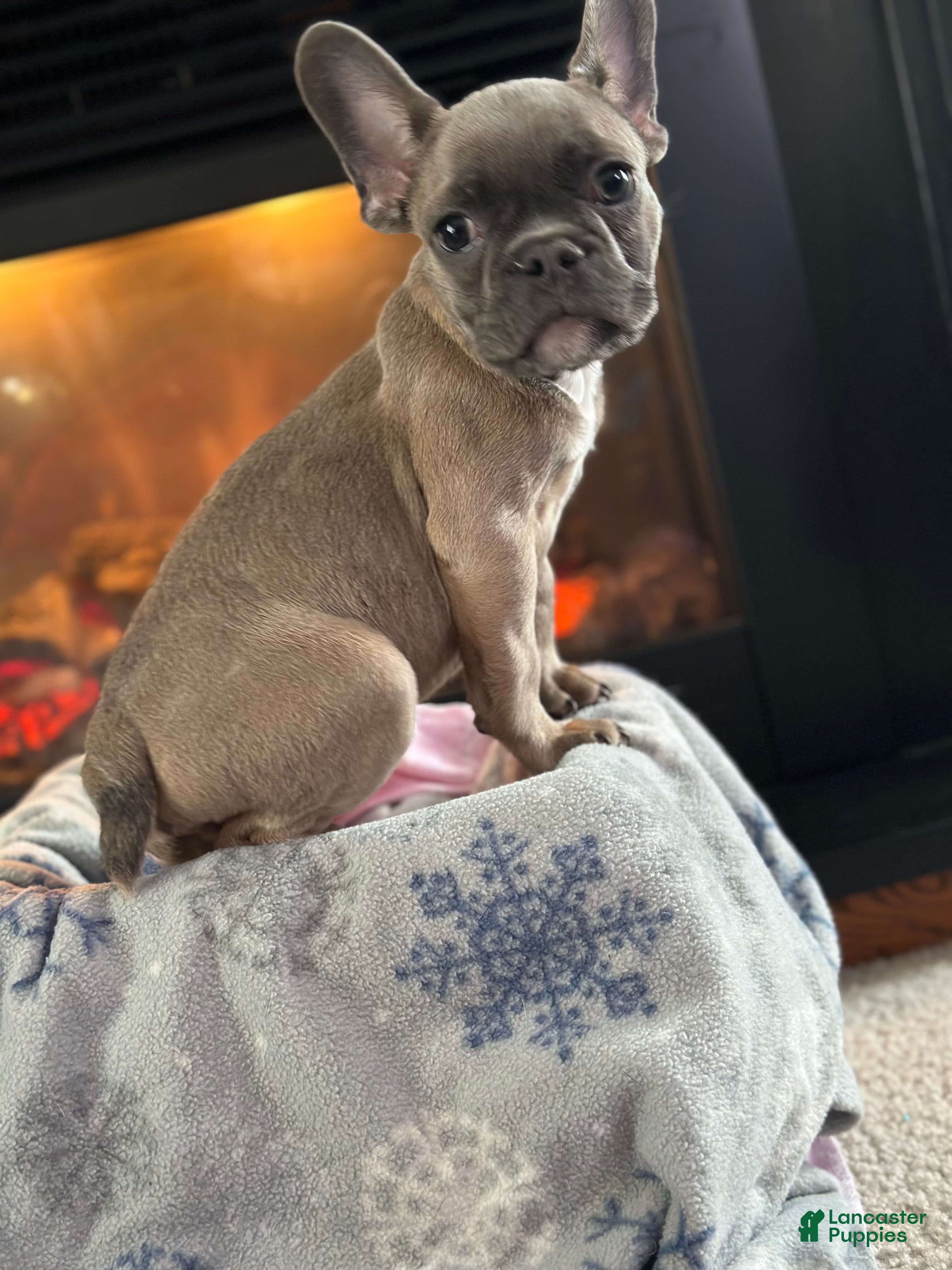 French Bulldog dogs French Bulldog Puppy 1 - Ad 2