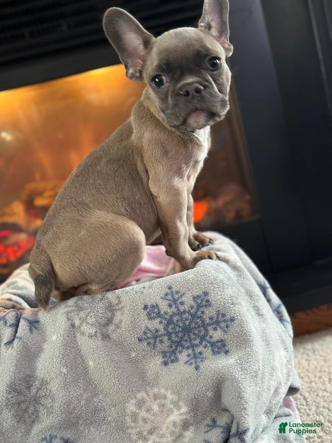 French Bulldog dogs for sale: French Bulldog Puppy 1 - Ad 2