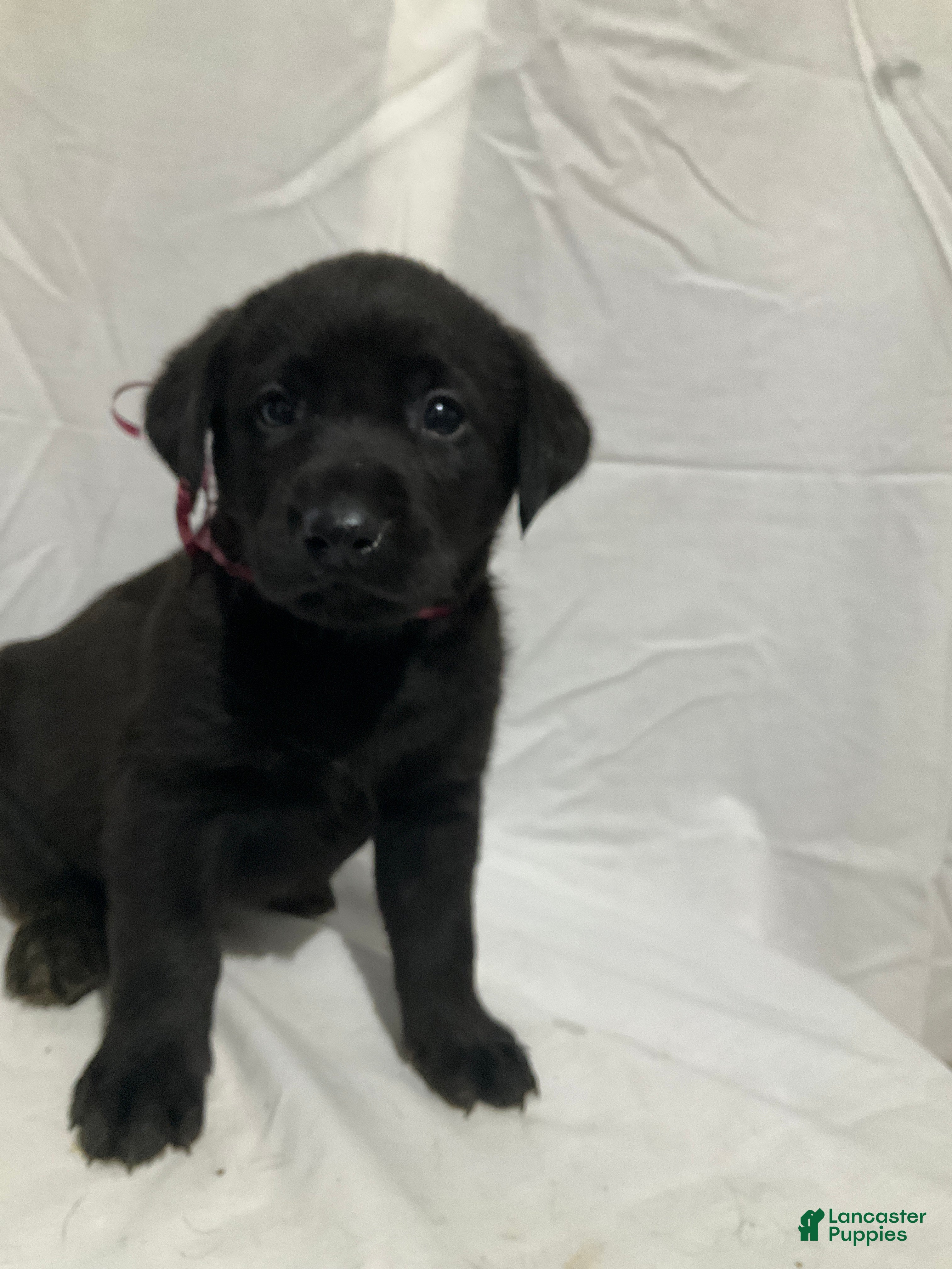 Labrador Retriever dogs Max - Ad 16