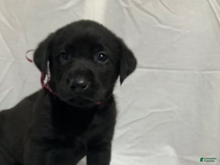 Labrador Retriever dogs Max - Ad 35