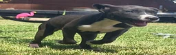 American Pit Bull Terrier dogs for sale: Chilli - Ad 2