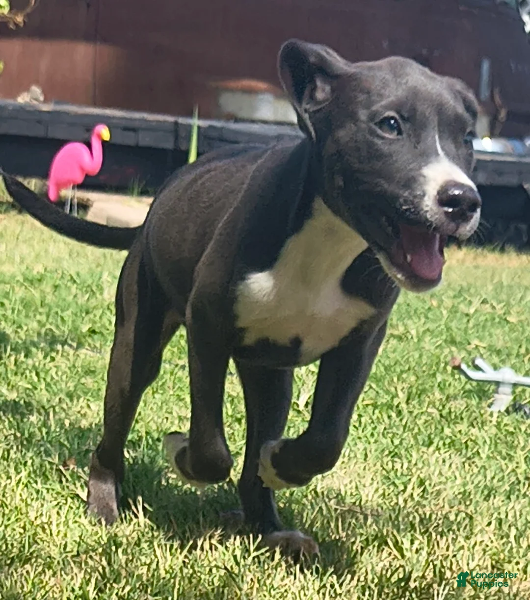 American Pit Bull Terrier dogs for sale: Chilli - Ad 2