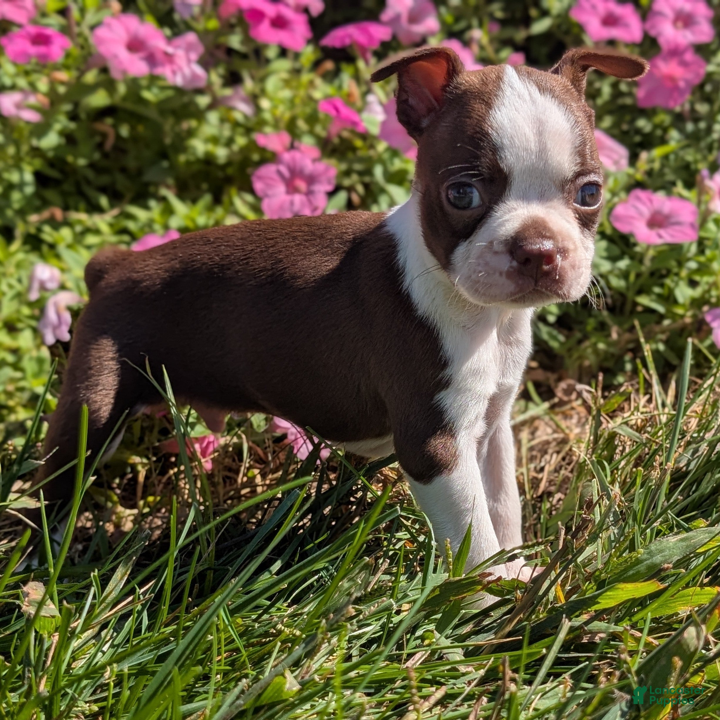 Boston Terrier dogs Apple - Ad 41