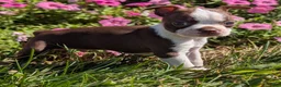 Boston Terrier dogs for sale: Apple - Ad 1