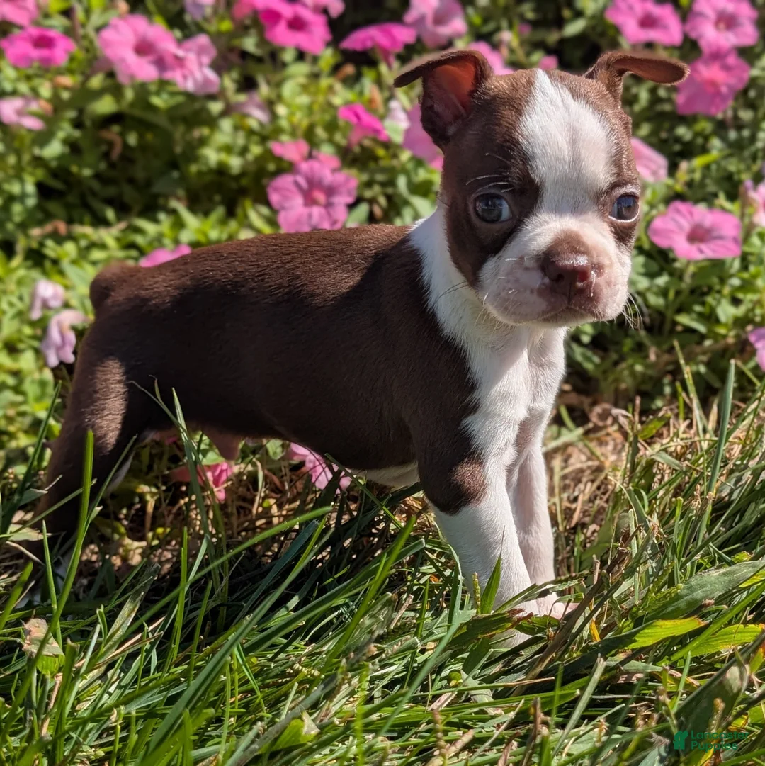 Boston Terrier dogs for sale: Apple - Ad 1