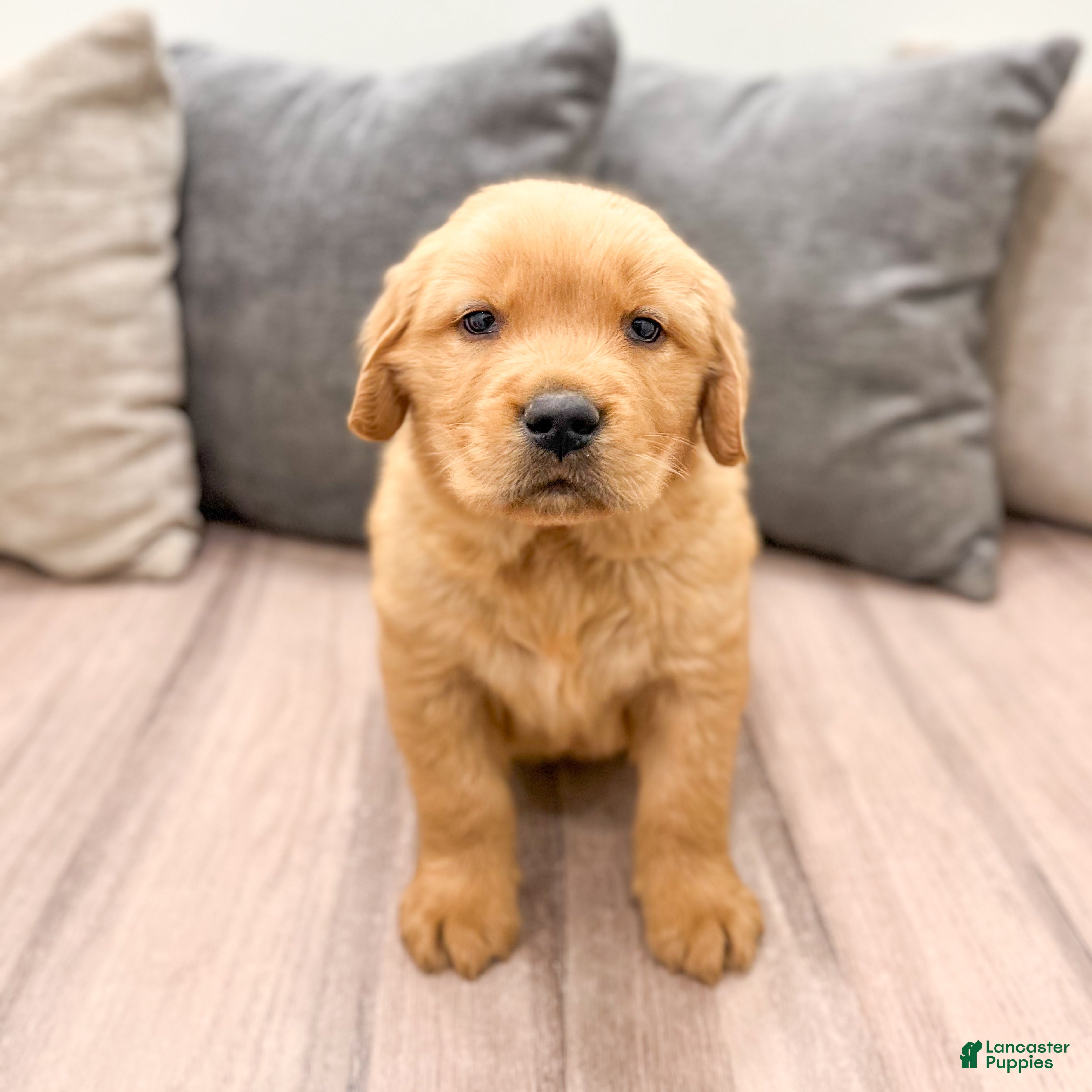 Golden Retriever dogs Tyler - Ad 1