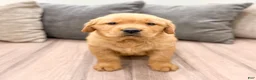 Golden Retriever dogs for sale: Tyler - Ad 1