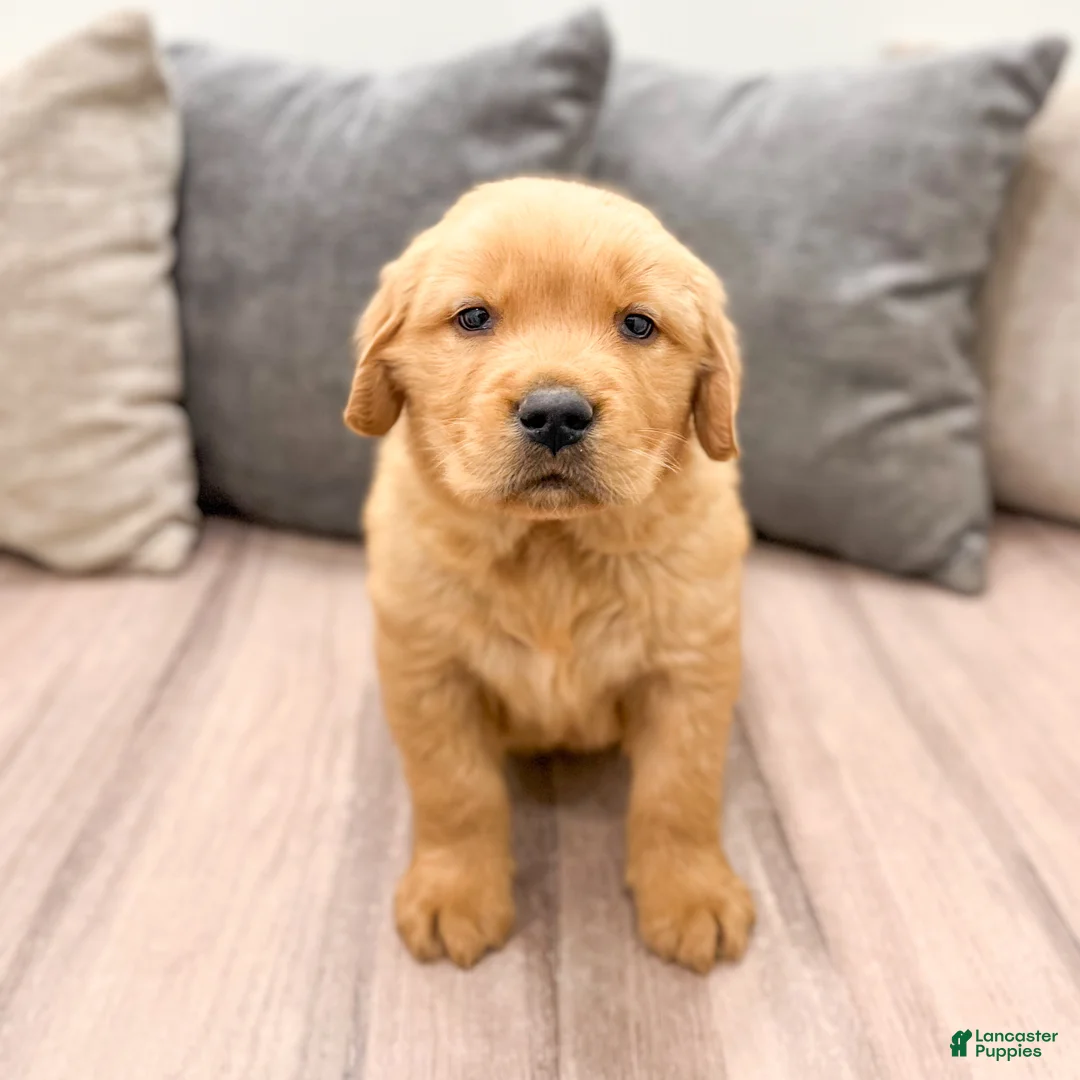 Golden Retriever dogs for sale: Tyler - Ad 1