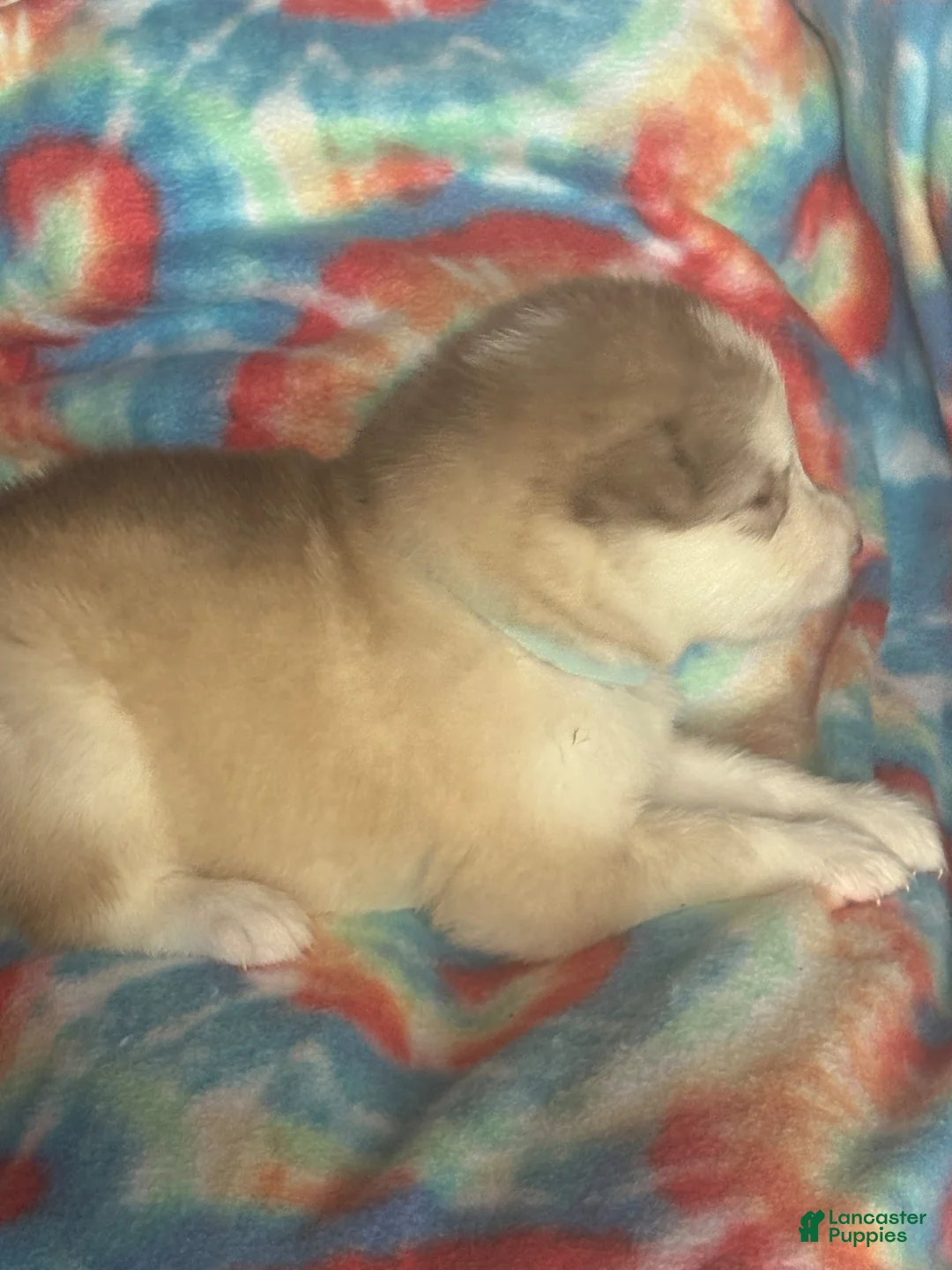 Alaskan Malamute dogs for sale: Alaskan Malamute 6 - Ad 2