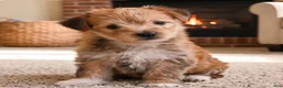Morkie dogs for sale: Morkie 2 - Ad 5