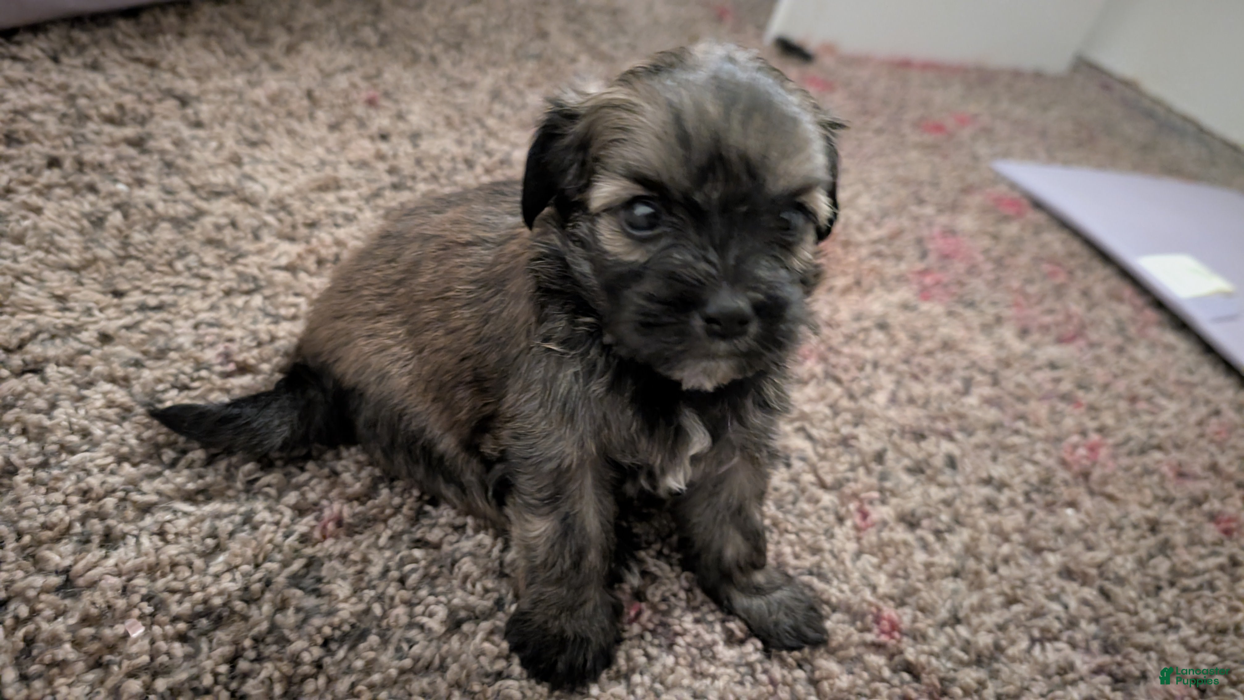 Snorkie Dog Breed Mini Schnauzer Yorkie Snorkie Yorkie Shih Tzu Schnauzer  Mix Border Terrier Shorkie, image size:4032x2268