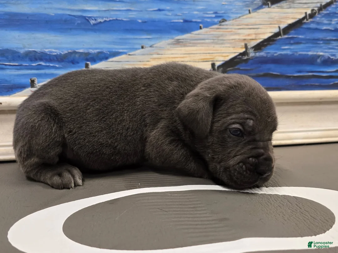 Cane Corso dogs for sale: Storm  - Ad 4